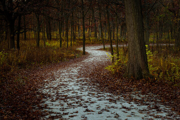 November Morning Walk - Green Valley Woods