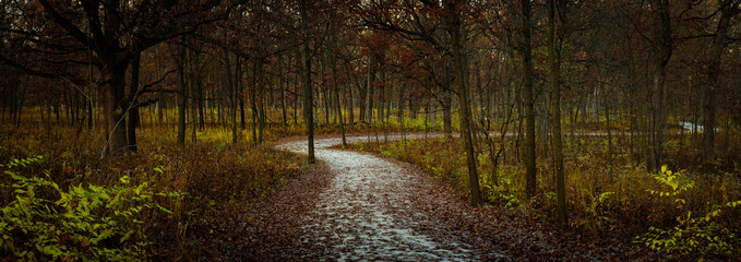 November Morning Walk - Green Valley Woods