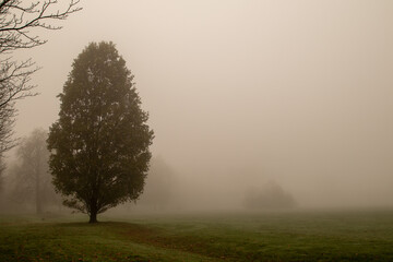 Fototapeta na wymiar misty morning