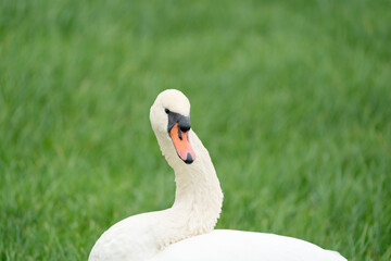 Mute swan close up of head with grass in the background