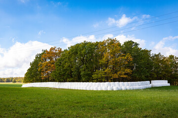 Wrapped haylage bales