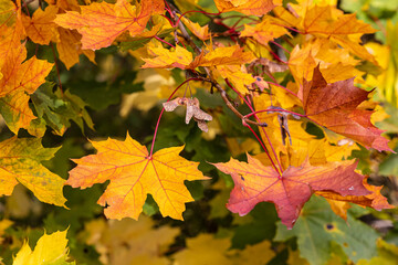 Fototapeta na wymiar Autumnal maple leaves
