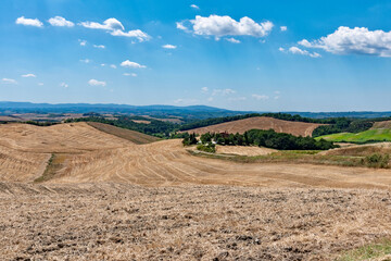 vineyards of felsina winery of chianti