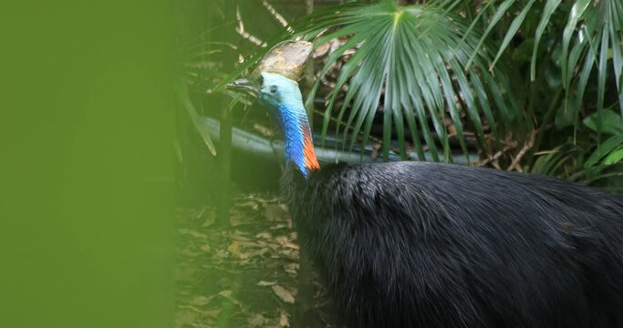 Peacock at Taronga zoo island in Sydney daytime handheld