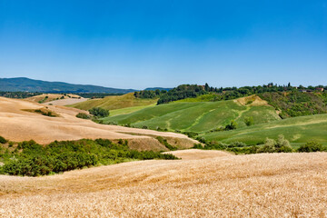 vineyards of felsina winery of chianti