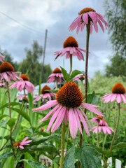 echinacea flowers in the garden 