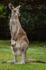 Naklejka na ściany i meble kangaroo with baby