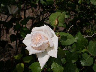 A fragrant white rose Bud on the stem opens its petals on a Sunny summer day. Raw materials for perfumery.