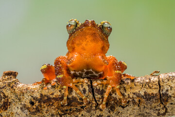 pearl tree frog