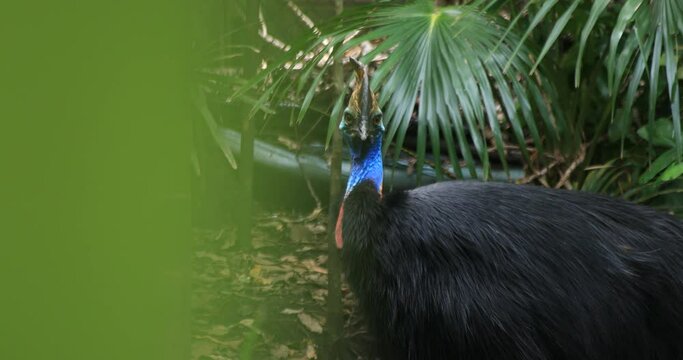 Peacock at Taronga zoo island in Sydney daytime handheld
