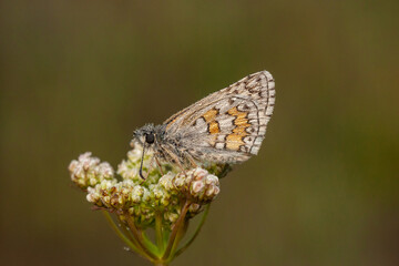 Butterfly Hesperiidae Pyrgus sidae perched on a flower branch.