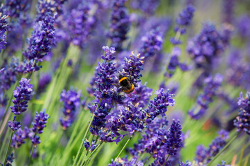 Friendly pollination zone. Lavender and bee