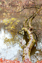 A fallen tree with autumn foliage in the water of a forest lake.