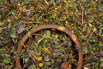 Dry Herbs Different Assortment Alternative Medicine