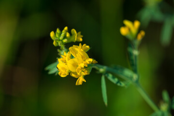 The yellow lucerne (lat. Medicago falcata), of the pea family (Fabaceae).	