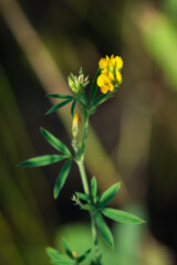 The yellow lucerne (lat. Medicago falcata), of the pea family (Fabaceae).	