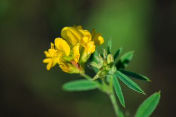 The yellow lucerne (lat. Medicago falcata), of the pea family (Fabaceae).	