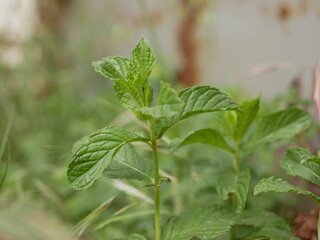 Young mint shoots grew among the field grasses in a meadow on a Sunny summer day. Fresh green leaves of wild mint.