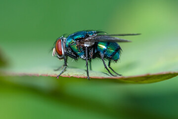 common house fly