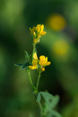 The yellow lucerne (lat. Medicago falcata), of the pea family (Fabaceae).	