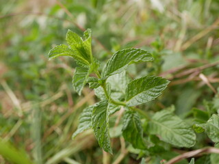 Young mint shoots grew among the field grasses in a meadow on a Sunny summer day. Fresh green leaves of wild mint.