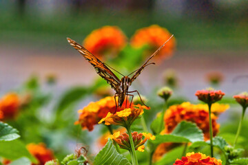 Head on view of a gulf fritellary butterfly