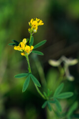 The yellow lucerne (lat. Medicago falcata), of the pea family (Fabaceae).	