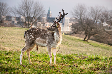 Deer in the Dublin city