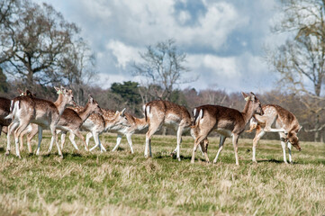 Deers in Phoenix park.