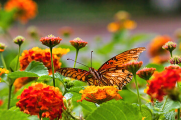Extreme close-up of a gulf fritllary butterfly seen from behind.