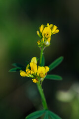 The yellow lucerne (lat. Medicago falcata), of the pea family (Fabaceae).	