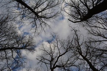 Tree silhouettes in early spring on the background of blue sky with clouds. View from below