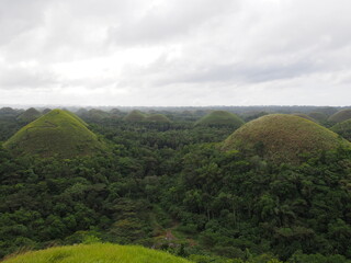 Tarsier clinging to a tree, Tarsier is a tiny animal the smallest monkey, Bohol Island, Cebu, Philippines