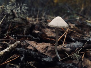 mushrooms in the forest