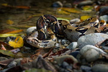 Boa Constrictor -  called the red-tailed boa or the common boa, is a species of large, non-venomous, heavy-bodied snake that is frequently kept and bred in captivity