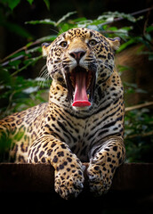 Fototapeta na wymiar Jaguar - Panthera onca wild cat species, the only extant member of Panthera native to the Americas, Southwestern United States and Mexico across Central America to Paraguay, Argentina