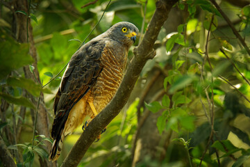 Roadside Hawk - Rupornis magnirostris relatively small bird of prey found in the Americas, marginally the smallest hawk in the genus Buteo, although Ridgway's hawk and the white-rumped hawk