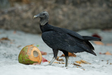 Black vulture - Coragyps atratus or American black vulture, bird in the New World vulture family, from the southeastern United States to Peru, Central Chile and Uruguay in South America
