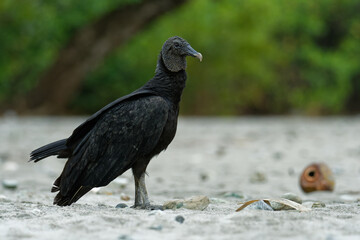 Black vulture - Coragyps atratus or American black vulture, bird in the New World vulture family, from the southeastern United States to Peru, Central Chile and Uruguay in South America