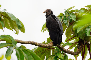 Black vulture - Coragyps atratus or American black vulture, bird in the New World vulture family, from the southeastern United States to Peru, Central Chile and Uruguay in South America