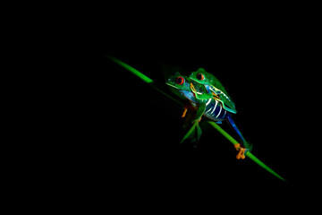 Red-eyed Tree Frog - Agalychnis callidryas arboreal hylid native to Neotropical rainforests from Mexico, Central America to Colombia, two frogs mating in the night, dark black background