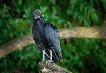 Black vulture - Coragyps atratus or American black vulture, bird in the New World vulture family, from the southeastern United States to Peru, Central Chile and Uruguay in South America