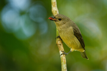 Plain-colored tanager - Tangara inornata bird in the family Thraupidae, found in Colombia, Costa Rica and Panama, natural habitats are subtropical or tropical moist lowland forests and former forest.