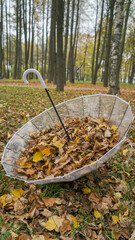 leaves in the garden