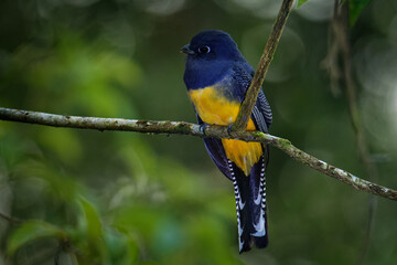 Trogon rufus - Black-throated Trogon, also yellow-bellied trogon, near passerine bird in the trogon family, Trogonidae, breeds in lowlands from Honduras south to western Ecuadornorthern Argentina