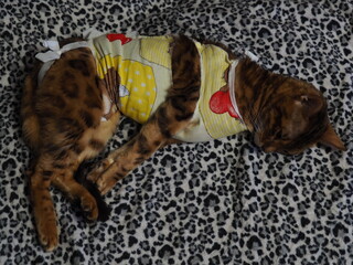 Bengal cat in a bandage after surgery. Sterilization, castration