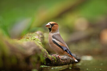 Hawfinch came to the watering place. Birds near the water. Hawfinch during the autumn time in the forest. European nature. 
