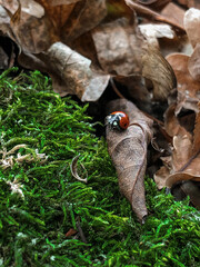 snail on a tree