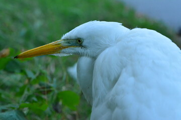 Great egret (Ardea alba) or great white heron. White plumage and yellow beak. Portrait of a Heron in the forest.