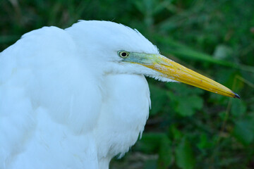 Great egret (Ardea alba) or great white heron. White plumage and yellow beak. Portrait of a Heron in the forest.